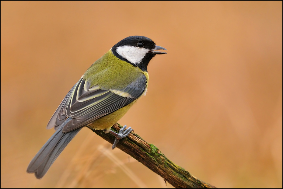  Bogatka Ptaki sikorka bogatka Nikon D300 Sigma APO 500mm f/4.5 DG/HSM Zwierzęta ptak fauna dziób chickadee pióro ptak przysiadujący zięba dzikiej przyrody Emberizidae flycatcher starego świata