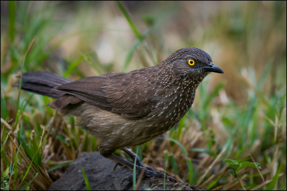  Tymal kroplisty Ptaki Nikon D300 Sigma APO 500mm f/4.5 DG/HSM Kenia 0 ptak fauna dziób dzikiej przyrody organizm Emberizidae zięba kos flycatcher starego świata trawa