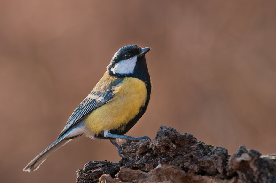  Sikorka bogatka Ptaki Nikon D300 Sigma APO 500mm f/4.5 DG/HSM Zwierzęta ptak fauna dziób dzikiej przyrody chickadee ptak przysiadujący flycatcher starego świata skrzydło pióro zięba