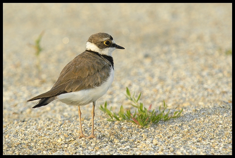  Sieweczka rzeczna Ptaki sieweczka ptaki Nikon D70 Sigma APO 100-300mm f/4 HSM Zwierzęta ptak fauna dziób dzikiej przyrody shorebird wodny ptak ecoregion pióro organizm charadriiformes