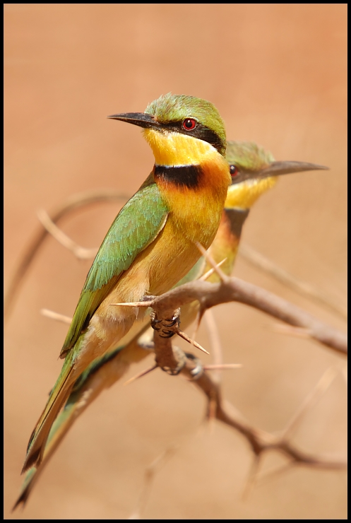  Żołna mała Ptaki Nikon D200 Sigma APO 50-500mm f/4-6.3 HSM Senegal 0 ptak fauna dzikiej przyrody zjadacz pszczół dziób coraciiformes skrzydło organizm skrzydlaty owad błotny owad