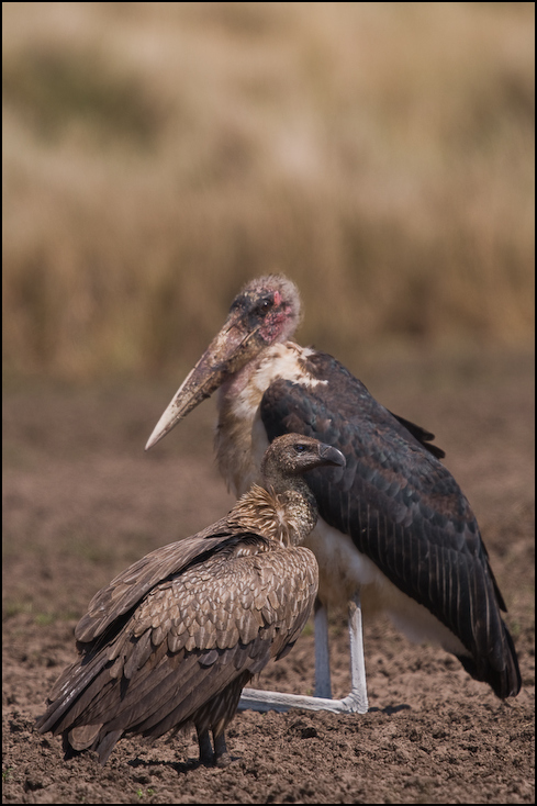  Padlinożercy Ptaki Nikon D300 Sigma APO 500mm f/4.5 DG/HSM Kenia 0 ptak bocian marabut dziób fauna bocian Ciconiiformes dzikiej przyrody pióro sęp