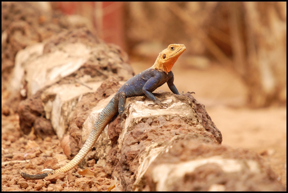  Jaszczurka Inne Nikon D200 Sigma APO 50-500mm f/4-6.3 HSM Zwierzęta gad jaszczurka skalowany gad fauna agama agamidae zwierzę lądowe organizm lacertidae Igwa