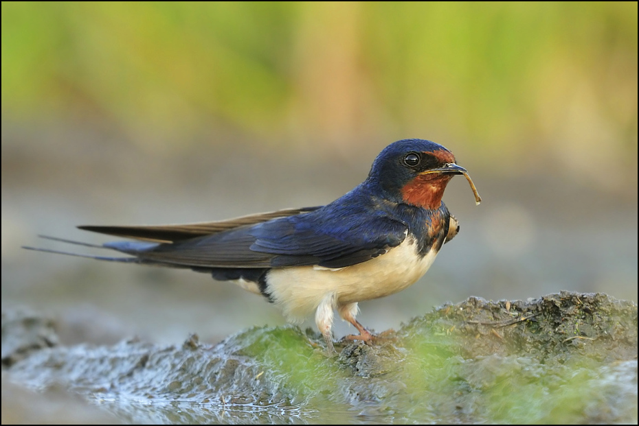  Dymówka Ptaki Nikon D300 Sigma APO 500mm f/4.5 DG/HSM Zwierzęta ptak fauna dziób dzikiej przyrody Łyk flycatcher starego świata ptak przysiadujący organizm Emberizidae zięba