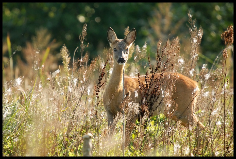  Sarna Inne Nikon D200 Sigma APO 50-500mm f/4-6.3 HSM Zwierzęta dzikiej przyrody jeleń fauna ssak ekosystem pustynia rezerwat przyrody zwierzę lądowe trawa Sarna z bialym ogonem