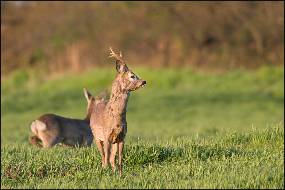  Sarny Inne koziołek, sarna Nikon D300 Sigma APO 500mm f/4.5 DG/HSM Zwierzęta dzikiej przyrody łąka fauna ekosystem jeleń ssak trawa preria Sarna z bialym ogonem pastwisko