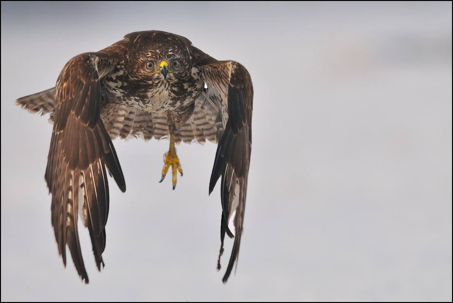  Myszołów #11 Ptaki Nikon D300 Sigma APO 500mm f/4.5 DG/HSM Zwierzęta ptak fauna dziób ptak drapieżny sokół myszołów orzeł jastrząb dzikiej przyrody skrzydło