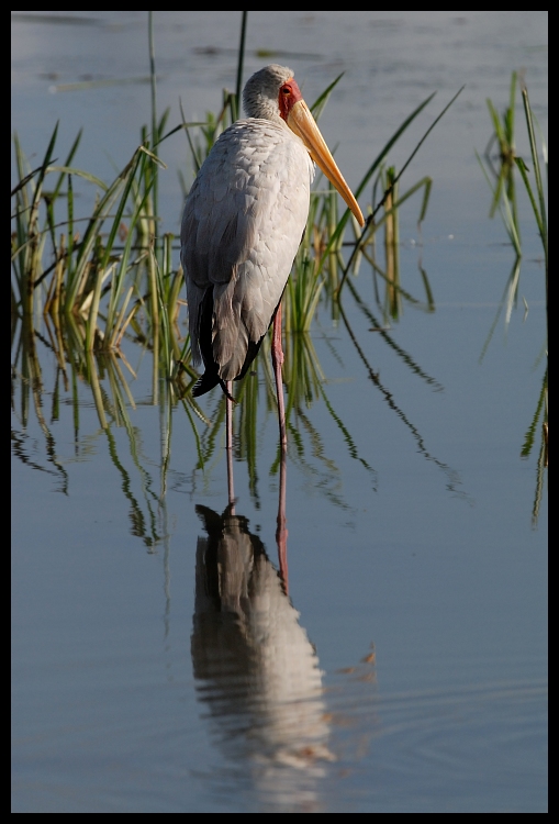  Dławigad afrykański Ptaki dlawigad afrykanski ptaki kenia Nikon D200 Sigma APO 500mm f/4.5 DG/HSM Kenia 0 ptak woda fauna dziób bocian Ciconiiformes bocian marabut żuraw jak ptak shorebird dzikiej przyrody