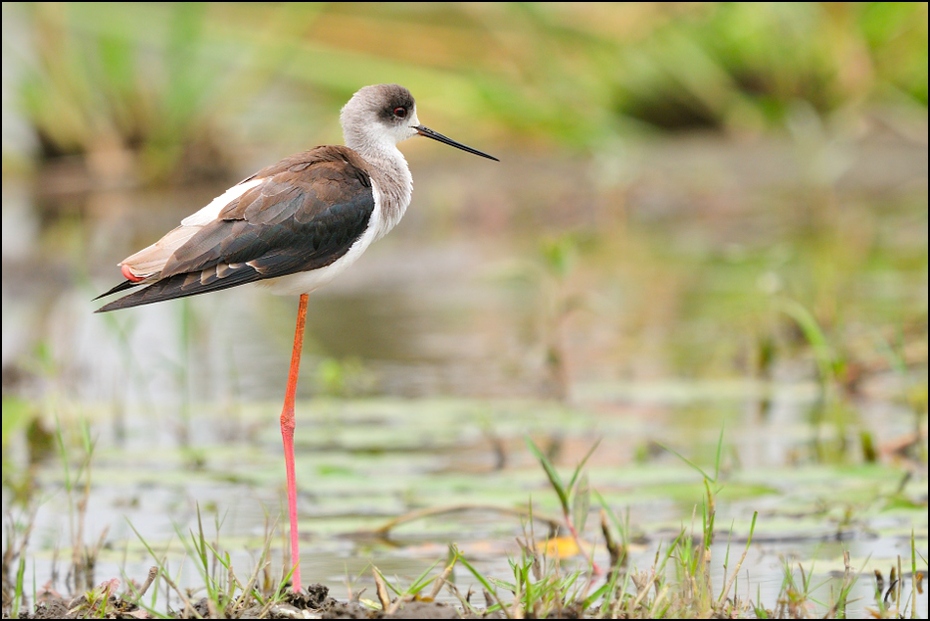  Szczudłak zwyczajny Ptaki Nikon D300 Sigma APO 500mm f/4.5 DG/HSM Etiopia 0 ptak ekosystem fauna shorebird dziób dzikiej przyrody szczudło charadriiformes Ciconiiformes bocian