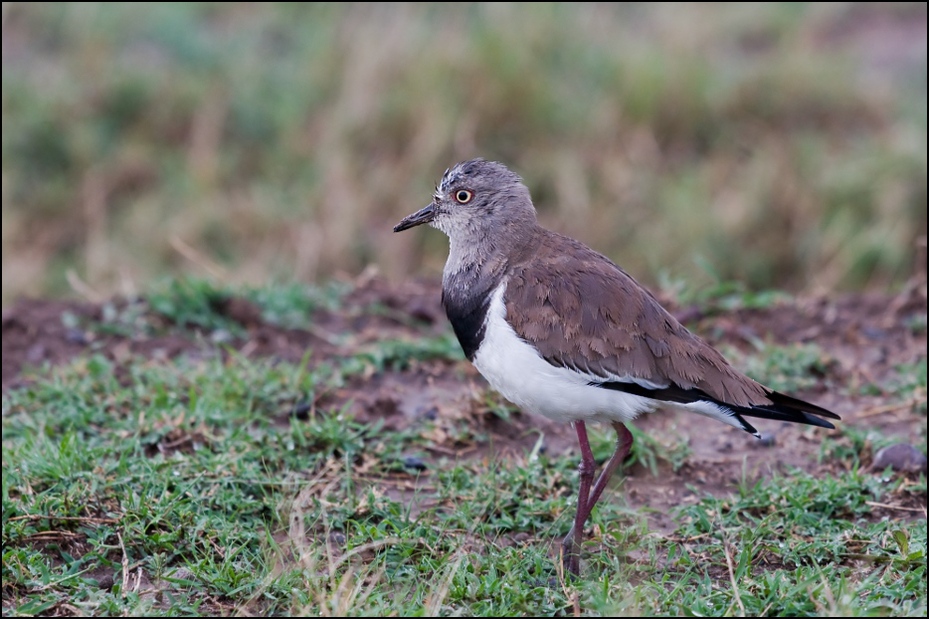  Czajka czarnoskrzydła Ptaki Nikon D300 Sigma APO 500mm f/4.5 DG/HSM Kenia 0 ptak ekosystem fauna dziób dzikiej przyrody shorebird trawa ecoregion organizm ptak morski