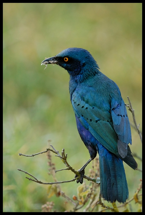  Błyszczak stalowy Ptaki blyszczak ptaki Nikon D200 Sigma APO 500mm f/4.5 DG/HSM Kenia 0 ptak dziób niebieski ptak fauna dzikiej przyrody pióro organizm sójka indygo trznadla kos