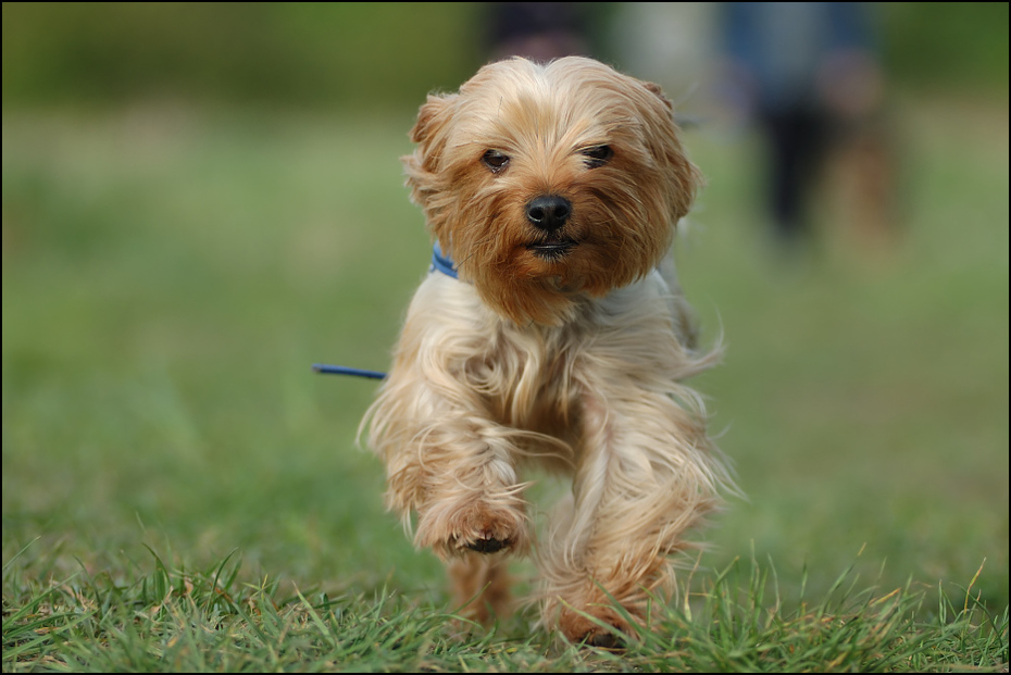  York Psy pies york jork Nikon D70 Zoom-Nikkor 80-200mm f/2.8D Zwierzęta rasa psa pies jak ssak terier holenderski smoushond norfolk terier Sportowy Lucas Terrier yorkshire terrier trawa australijski jedwabisty terier