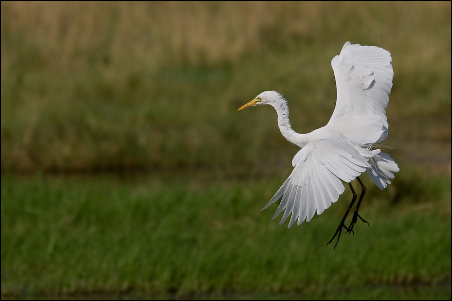  Czapla czarnonoga Ptaki Nikon D300 Sigma APO 500mm f/4.5 DG/HSM Kenia 0 ptak dziób ekosystem Wielka czapla egret fauna bocian dzikiej przyrody żuraw jak ptak czapla