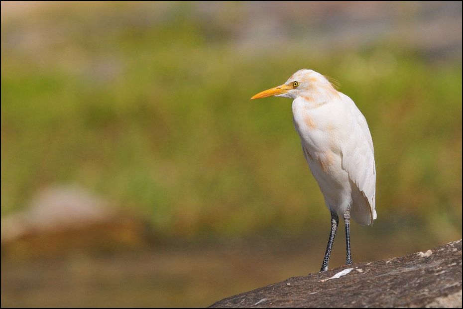  Czapla złotawa Ptaki Nikon D300 Sigma APO 500mm f/4.5 DG/HSM Indie 0 ptak dziób fauna egret dzikiej przyrody Wielka czapla czapla shorebird pelecaniformes