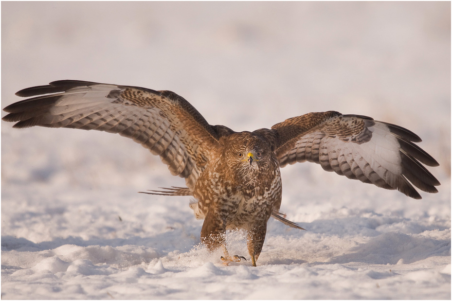  Myszołów Ptaki Nikon D300 Sigma APO 500mm f/4.5 DG/HSM Zwierzęta ptak fauna dziób ptak drapieżny myszołów dzikiej przyrody accipitriformes orzeł jastrząb sokół