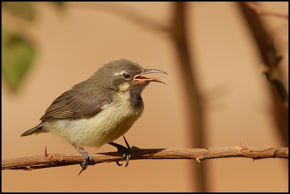  Nektarnik piękny Ptaki Nikon D200 Sigma APO 50-500mm f/4-6.3 HSM Senegal 0 ptak fauna dziób dzikiej przyrody pióro wróbel flycatcher starego świata słowik ścieśniać Emberizidae