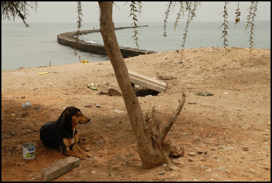  psiego punktu widzenia Dakar Nikon D700 Micro-Nikkor 60mm f/2.8D Senegal 0 pies pies jak ssak piasek pysk carnivoran