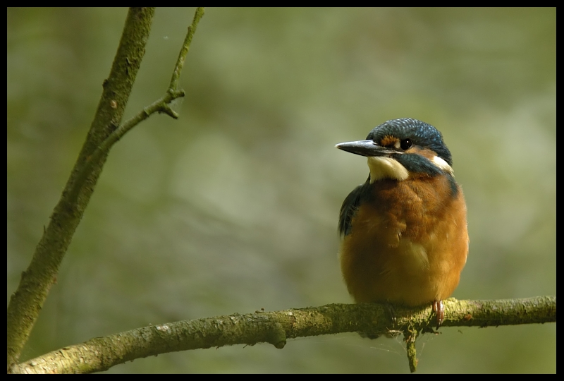  Zimorodek Ptaki zimorodek ptaki Nikon D70 Sigma APO 100-300mm f/4 HSM Zwierzęta ptak dziób fauna dzikiej przyrody flycatcher starego świata gałąź coraciiformes organizm zięba Gałązka