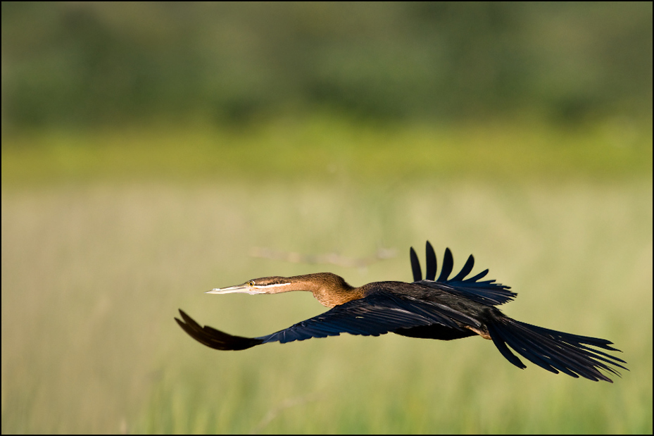  Wężówka afrykańska Ptaki Nikon D300 Sigma APO 500mm f/4.5 DG/HSM Kenia 0 ptak dziób fauna dzikiej przyrody dzioborożec skrzydło coraciiformes pióro ecoregion sęp