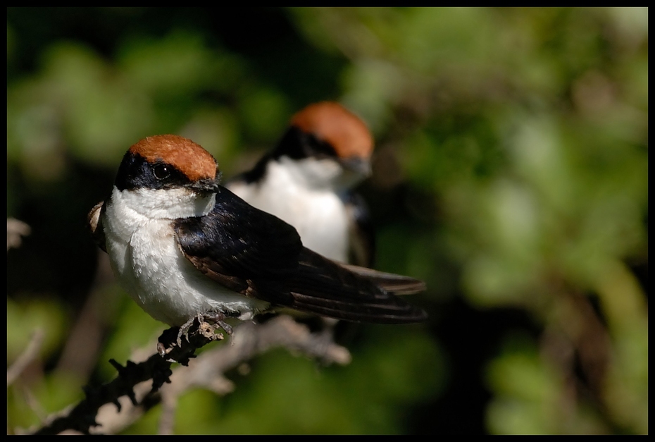  Jaskółka rdzawogłowa Ptaki jaskólka rdzawoglowa ptaki Nikon D200 Sigma APO 500mm f/4.5 DG/HSM Kenia 0 ptak dziób fauna wróbel flycatcher starego świata dzikiej przyrody ptak przysiadujący Wróbel organizm zięba