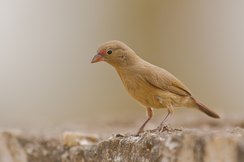  Amarantka czerwonodzioba Senegal Nikon D300 Sigma APO 500mm f/4.5 DG/HSM Budapeszt Bamako 0 ptak fauna dziób zięba ścieśniać pióro Emberizidae organizm skrzydło dzikiej przyrody