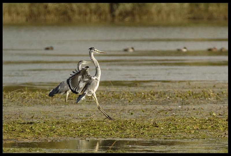  Stawy milickie czapla siwa Ptaki ptaki stawy Nikon D70 Sigma APO 100-300mm f/4 HSM Zwierzęta ptak fauna dzikiej przyrody woda dziób bagno mokradło żuraw jak ptak trawa wodny ptak