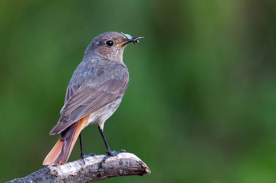  Kopciuszek Ptaki karmnik Nikon D300 Sigma APO 500mm f/4.5 DG/HSM Zwierzęta ptak fauna dziób dzikiej przyrody słowik flycatcher starego świata skrzydło organizm ptak przysiadujący Emberizidae