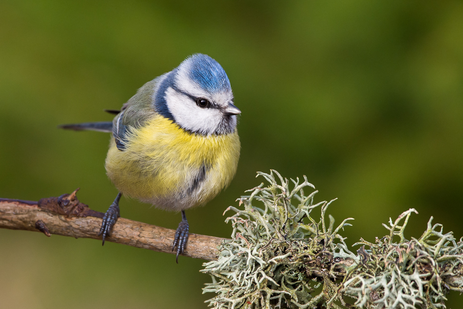  Modraszka #14 Ptaki sikorka modraszka ptaki Nikon D7200 Sigma 150-600mm f/5-6.3 HSM Zwierzęta ptak fauna dziób chickadee dzikiej przyrody ptak przysiadujący zięba organizm flycatcher starego świata ptak śpiewający