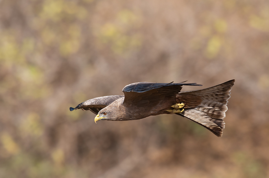  Kania czarna Senegal Nikon D300 Sigma APO 500mm f/4.5 DG/HSM Budapeszt Bamako 0 ptak fauna dzikiej przyrody dziób ecoregion orzeł skrzydło wodny ptak myszołów sokół