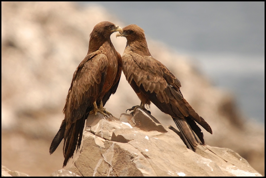  Kania czarna Ptaki Nikon D200 Sigma APO 50-500mm f/4-6.3 HSM Senegal 0 ptak ptak drapieżny orzeł ekosystem fauna dziób accipitriformes sęp sokół organizm