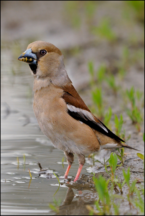  Grubodziób Ptaki Nikon D300 Sigma APO 500mm f/4.5 DG/HSM Zwierzęta ptak dziób fauna wróbel ekosystem Wróbel dzikiej przyrody zięba organizm ptak przysiadujący