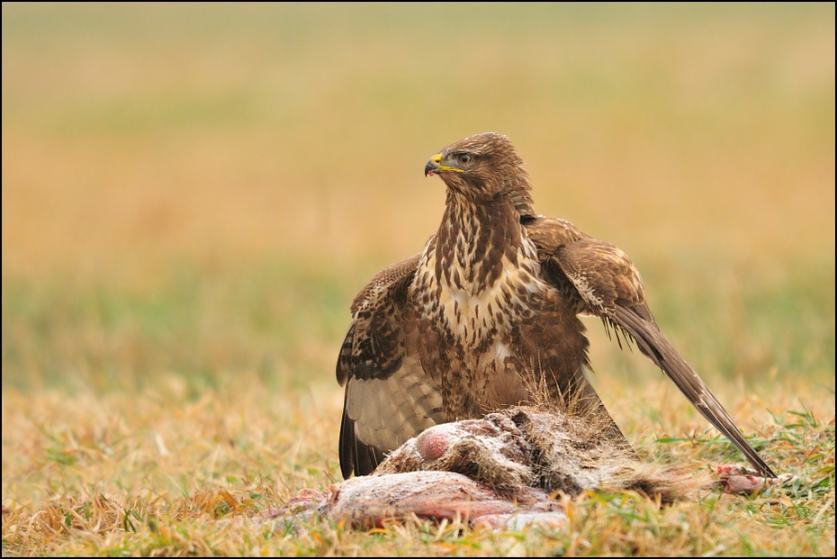  Myszołów Ptaki Nikon D300 Sigma APO 500mm f/4.5 DG/HSM Zwierzęta ekosystem fauna ptak dzikiej przyrody dziób łąka myszołów ptak drapieżny ecoregion jastrząb