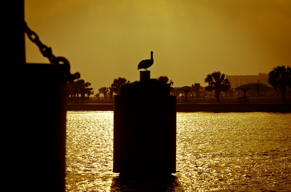  Port Aransas Polyesterday Nikon D7000 AF-S Nikkor 70-200mm f/2.8G Texas 0 niebo żółty ranek światło słoneczne wieczór atmosfera sylwetka zachód słońca wschód słońca Chmura