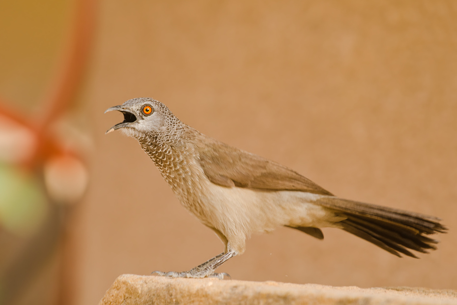  Tymal białołuski Senegal Nikon D7000 Sigma APO 500mm f/4.5 DG/HSM Budapeszt Bamako 0 ptak fauna dziób dzikiej przyrody pióro skowronek ścieśniać wróbel skrzydło ecoregion