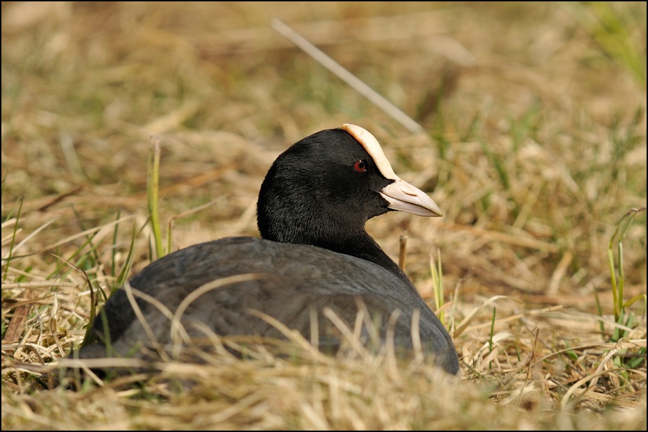  Łyska Ptaki Nikon D300 Sigma APO 100-300mm f/4 HSM Zwierzęta ptak fauna dziób trawa wodny ptak dzikiej przyrody rodzina traw kaczki gęsi i łabędzie kaczka rallidae