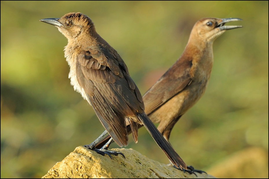  Wilgowron żaglosterny Ptaki Nikon D70 Sigma APO 500mm f/4.5 DG/HSM USA, Floryda 0 ptak fauna ekosystem dziób dzikiej przyrody organizm słowik zwierzę lądowe