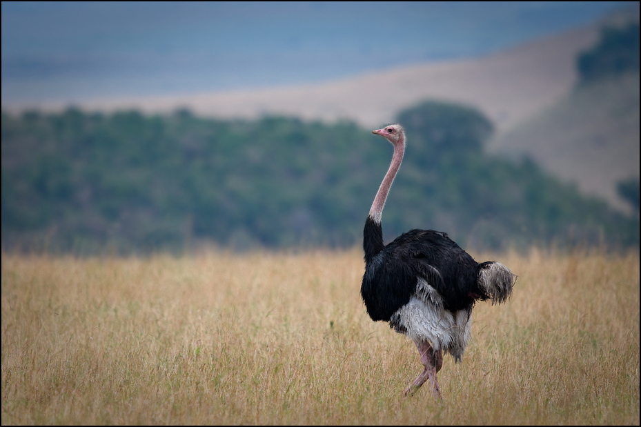  Struś Ptaki Nikon D300 Sigma APO 500mm f/4.5 DG/HSM Kenia 0 struś bezgrzebieniowy niebo ekosystem fauna dzikiej przyrody Ptak nielot ptak dziób łąka