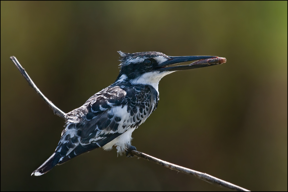  Rybaczek srokaty Ptaki Nikon D300 Sigma APO 500mm f/4.5 DG/HSM Kenia 0 ptak dziób fauna dzikiej przyrody organizm skrzydło pióro koliber