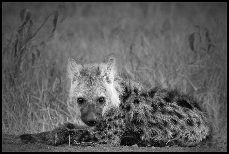  Hieny Przyroda hiena Nikon D200 Sigma APO 500mm f/4.5 DG/HSM Kenia 0 dzikiej przyrody czarny i biały czarny fauna ssak fotografia monochromatyczna wąsy fotografia monochromia oko