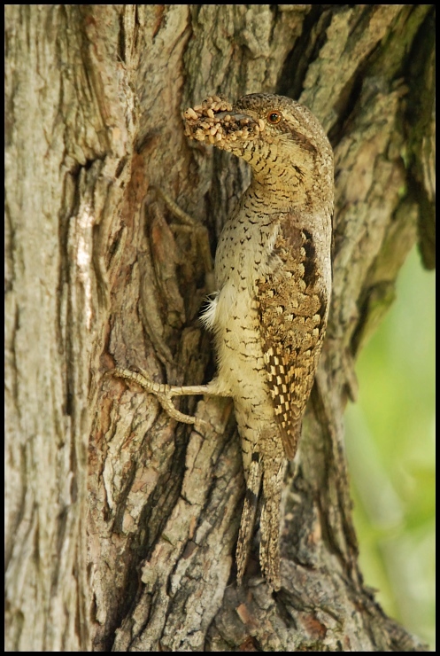  Krętogłów Ptaki Nikon D200 Sigma APO 50-500mm f/4-6.3 HSM Zwierzęta fauna dzikiej przyrody ssak zwierzę lądowe drzewo bagażnik samochodowy lampart organizm gałąź carnivoran