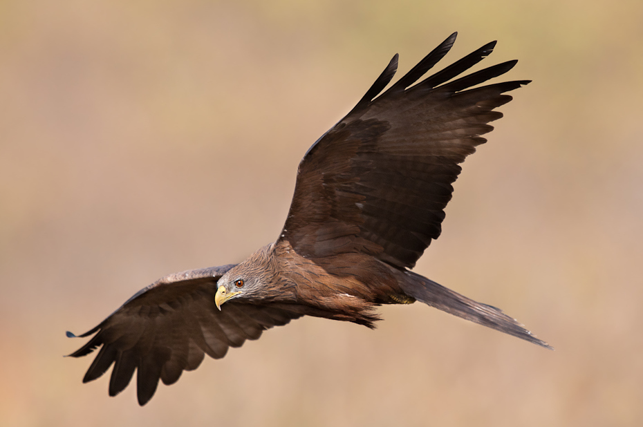  Kania czarna Senegal Nikon D300 Sigma APO 500mm f/4.5 DG/HSM Budapeszt Bamako 0 ptak accipitriformes orzeł ptak drapieżny dziób fauna dzikiej przyrody Bielik amerykański skrzydło błotniak