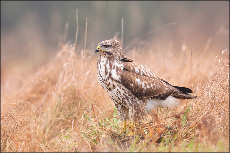  Myszołów Ptaki Nikon D300 Sigma APO 500mm f/4.5 DG/HSM Zwierzęta ptak jastrząb ekosystem ptak drapieżny fauna myszołów dziób dzikiej przyrody orzeł sokół