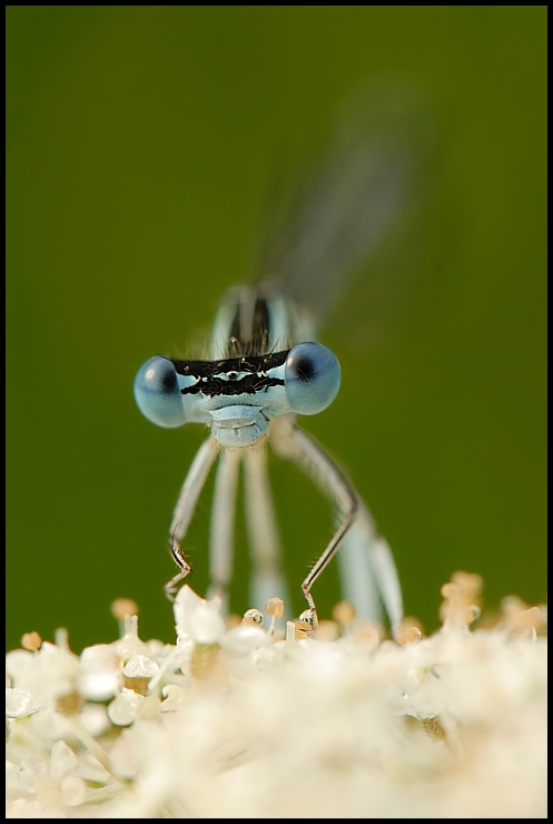  Ważka Ważki Nikon D200 AF-S Micro-Nikkor 105mm f/2.8G IF-ED Makro owad ważka fotografia makro ważki i muchy ścieśniać bezkręgowy fotografia organizm damselfly stawonogi