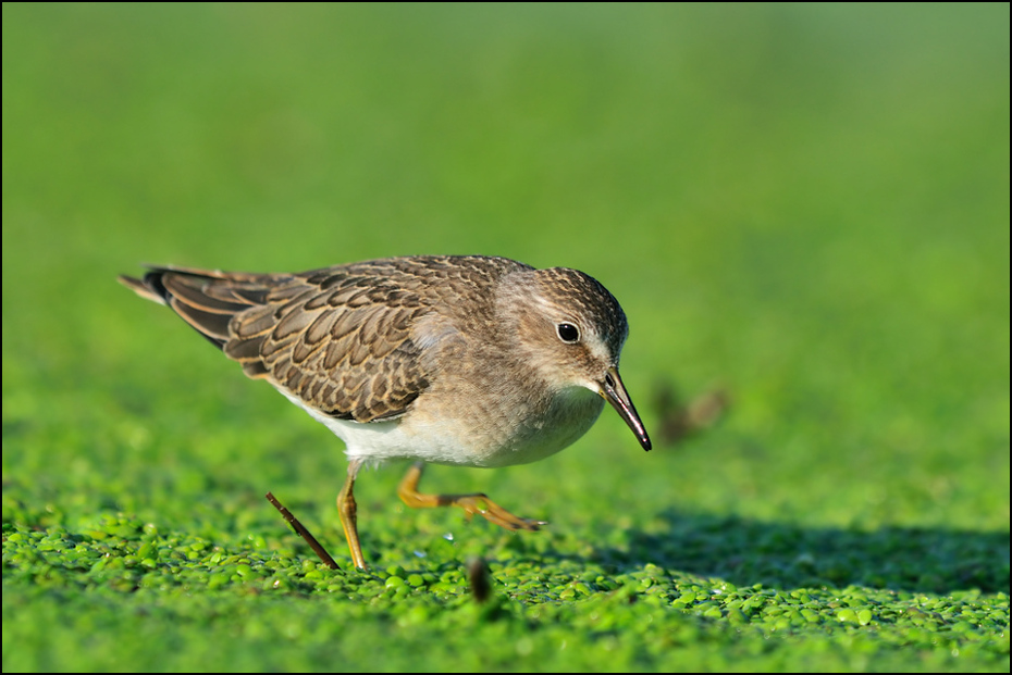  Biegus mały Ptaki Nikon D300 Sigma APO 500mm f/4.5 DG/HSM Zwierzęta ptak brodziec dziób ekosystem fauna dzikiej przyrody Calidrid shorebird redshank czerwony piaskownica