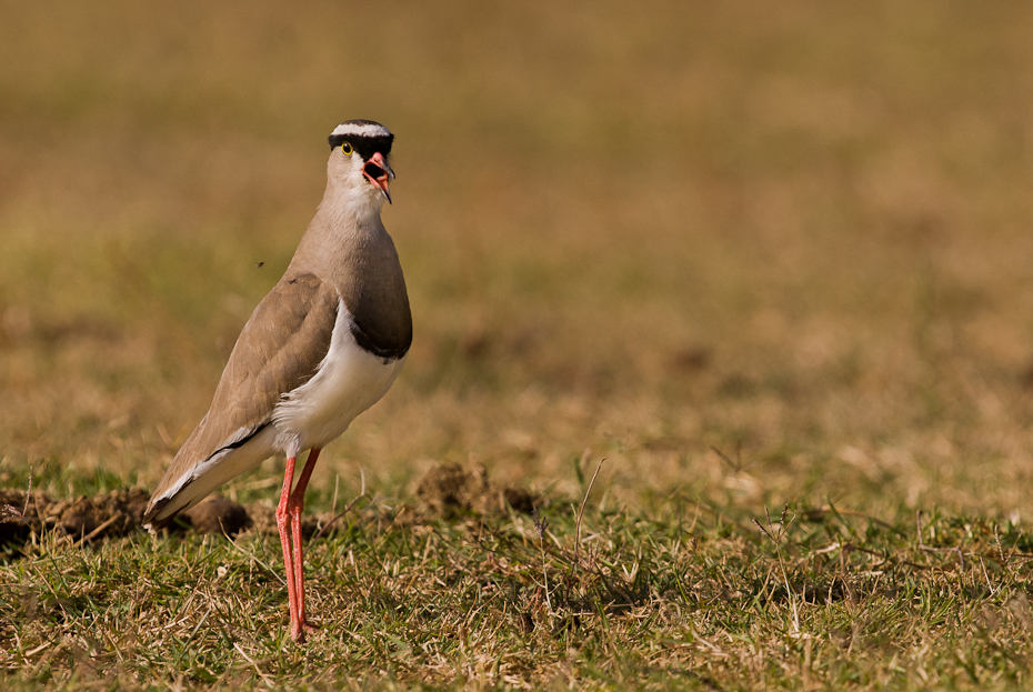  Czajka koroniasta Ptaki ptaki Nikon D200 Sigma APO 500mm f/4.5 DG/HSM Kenia 0 ptak ekosystem fauna dziób dzikiej przyrody trawa shorebird łąka ecoregion ptak morski