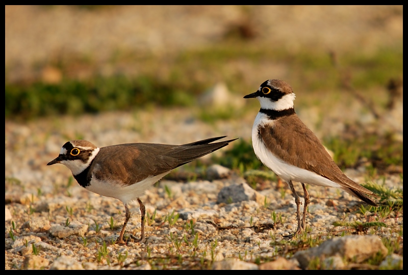  Sieweczki rzeczne Ptaki sieweczka rzeczna ptaki Nikon D200 Sigma APO 50-500mm f/4-6.3 HSM Zwierzęta ptak fauna ekosystem dzikiej przyrody dziób shorebird ecoregion wodny ptak skowronek charadriiformes