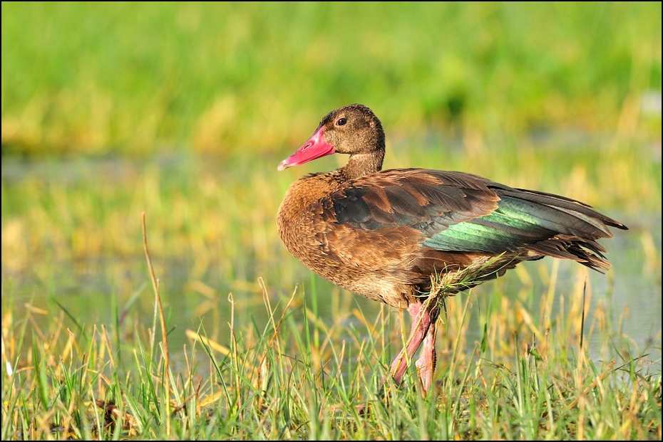  Gęsiec Ptaki Nikon D300 Sigma APO 500mm f/4.5 DG/HSM Etiopia 0 ptak ekosystem fauna kaczka dziób kaczki gęsi i łabędzie wodny ptak dzikiej przyrody trawa gęś