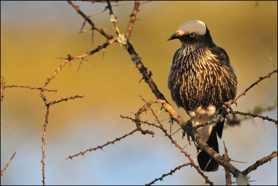  Błyszczak białogłowy Ptaki Nikon D300 Sigma APO 500mm f/4.5 DG/HSM Etiopia 0 ptak fauna dziób dzikiej przyrody gałąź pióro Gałązka drzewo jastrząb niebo