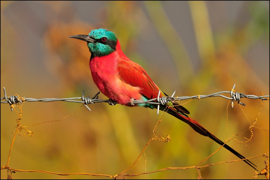  Żołna szkarłatna Ptaki Nikon D300 Sigma APO 500mm f/4.5 DG/HSM Etiopia 0 ptak fauna dziób dzikiej przyrody coraciiformes organizm pióro zjadacz pszczół skrzydło