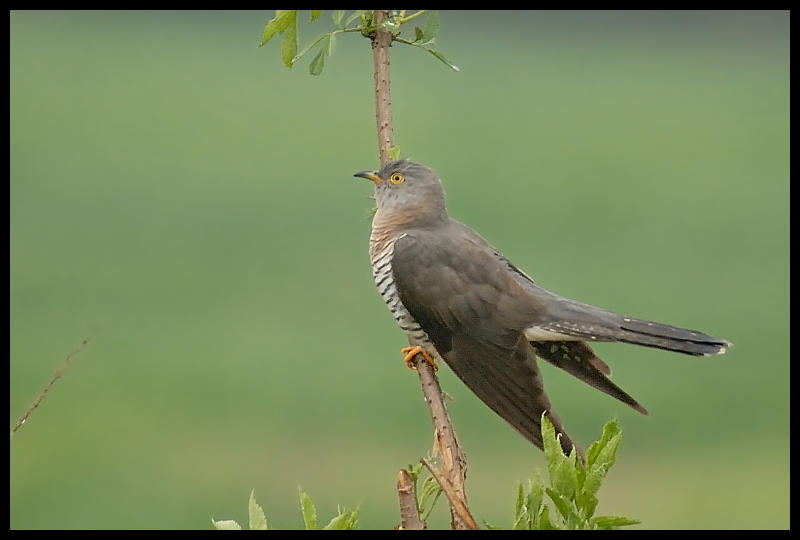  Kukułka Ptaki kukułka ptaki Nikon D200 Sigma APO 50-500mm f/4-6.3 HSM Zwierzęta ptak fauna dziób ekosystem dzikiej przyrody słowik skrzydło pióro organizm Emberizidae